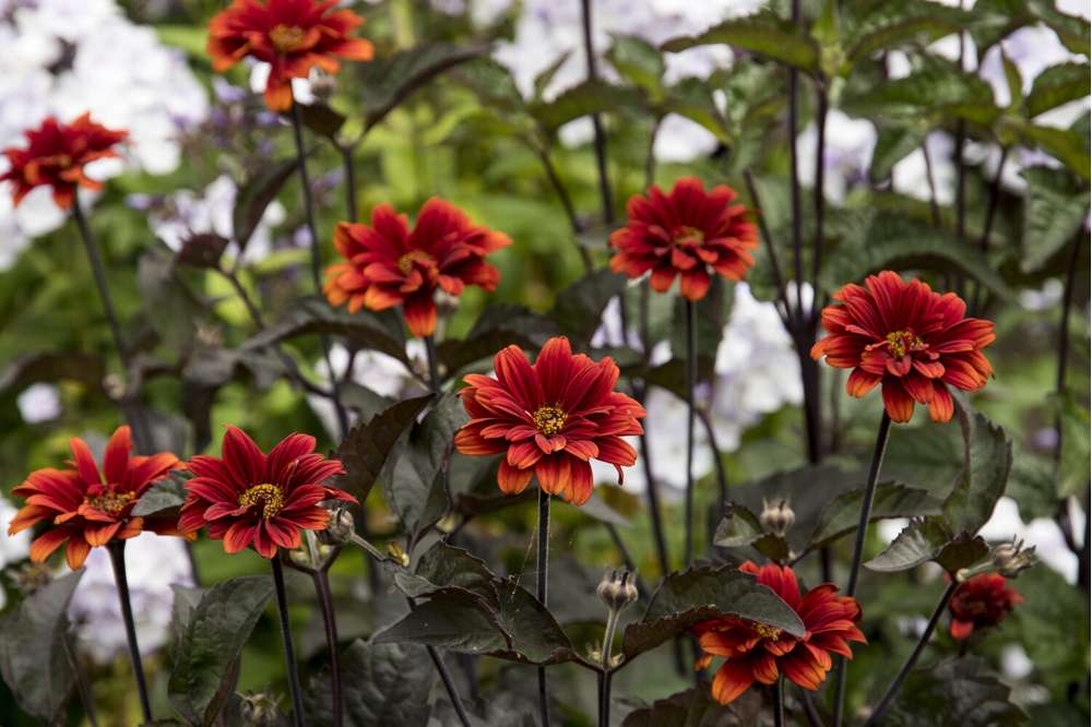 Soldagøje 'Bleeding Hearts'